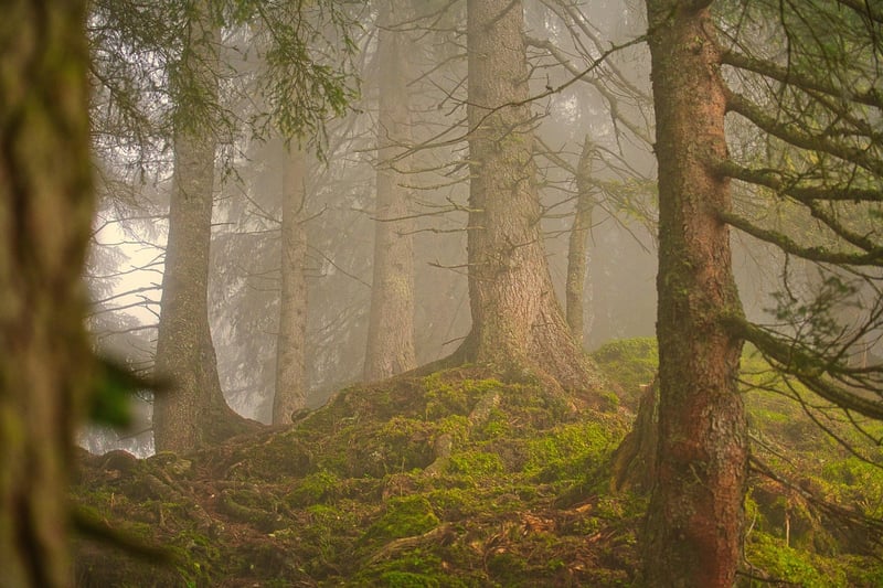 Enchanted Forest Projection
